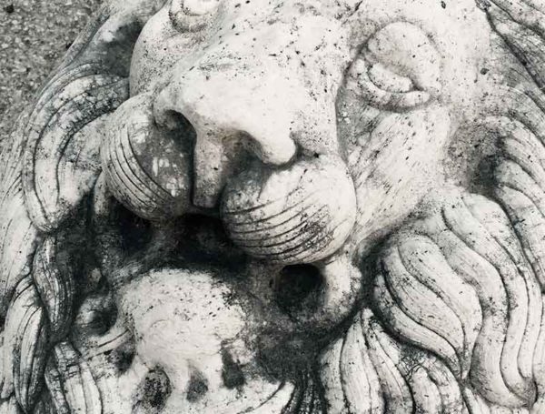 Testa di leone in rilievo in marmo statuario.